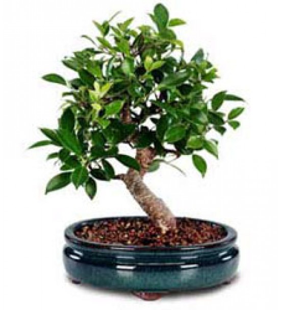 BONSAİ